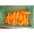 Fresh carrot vegetables for sale